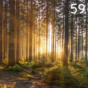 Motiv: Frühlingswald bei Sonnenaufgang