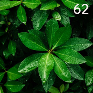 Motiv: Schefflera im Regen